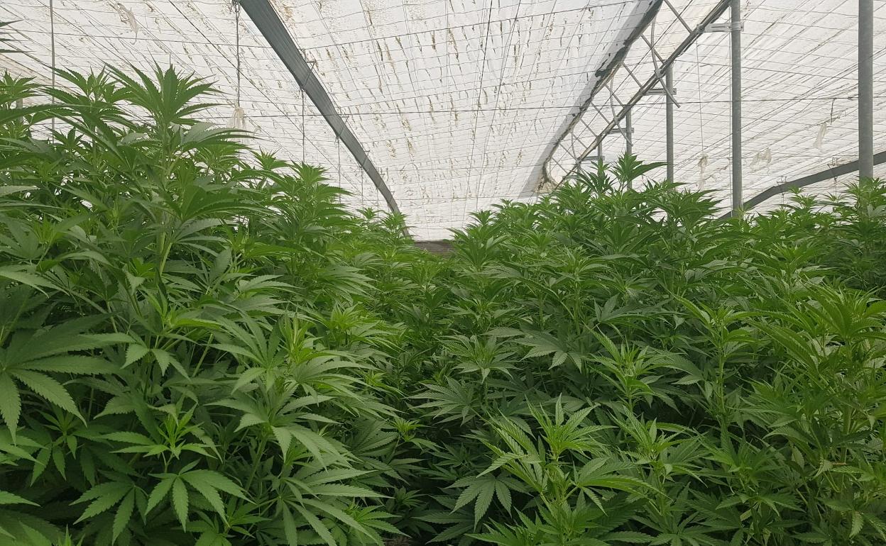 Detienen a cinco jóvenes cuando intentaban robar en una plantación de cáñamo industrial en Albuñol