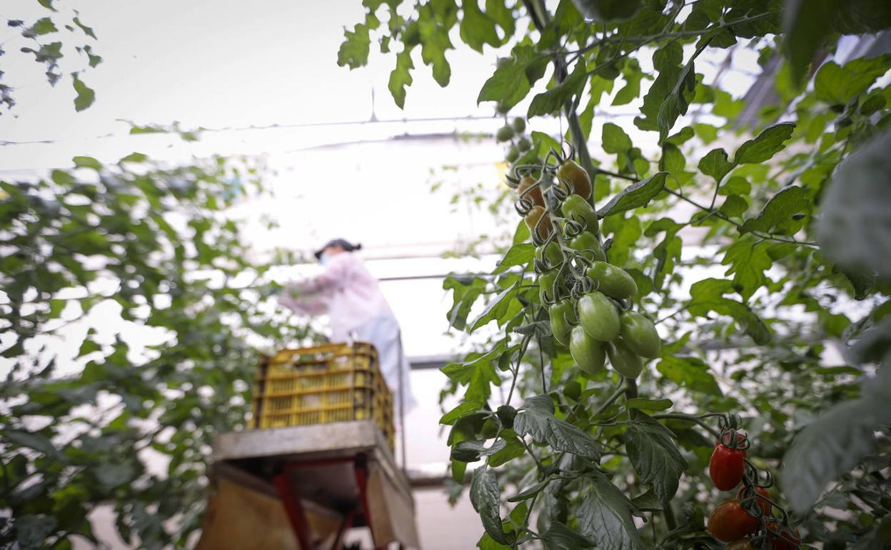 Agricultura intensiva en Almería | El periodo para contratar el seguro agrario con cobertura de virosis llega a la recta final