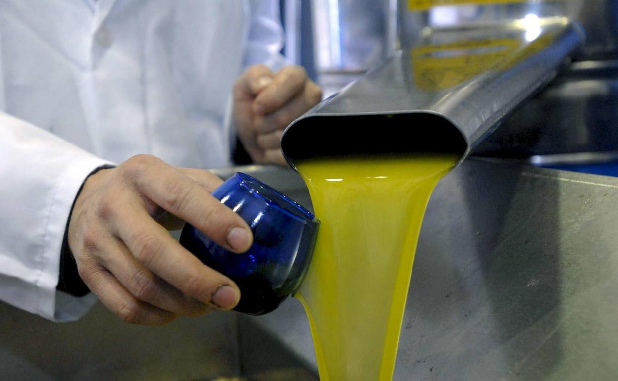 Cata de aceite de oliva recién producido en una almazara. 