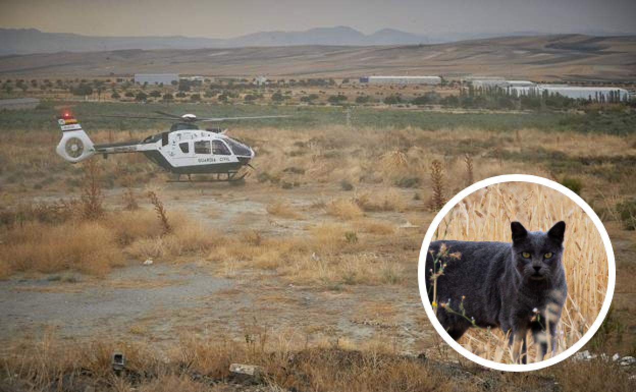 Pantera en Granada | Más huellas y arañazos y un gran perro  negro mientras prosigue la búsqueda pese a las fotos aparecidas