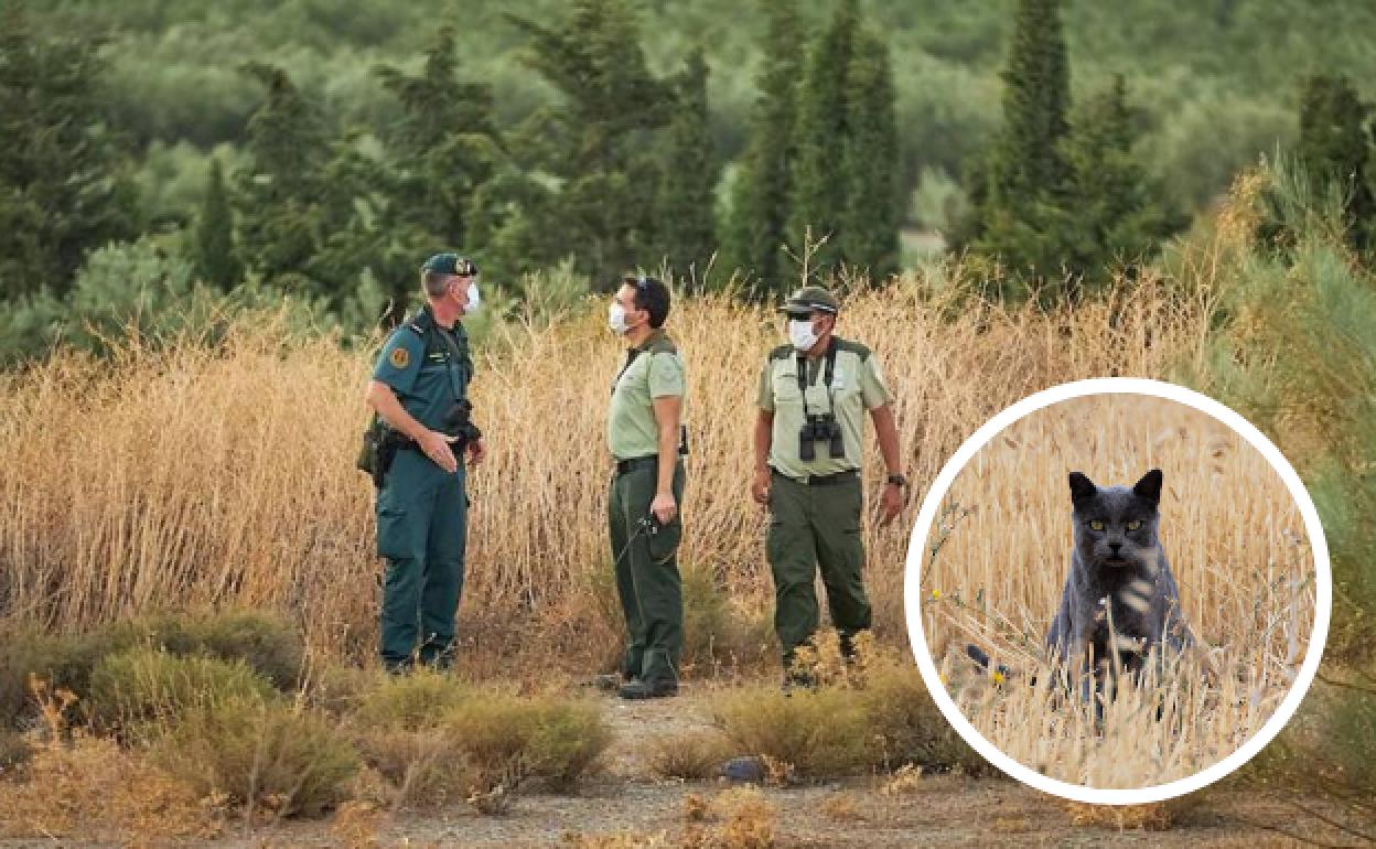 Pantera en Granada | Hallan huellas de felino de unos 8 centímetros en la zona de Ventas de Huelma