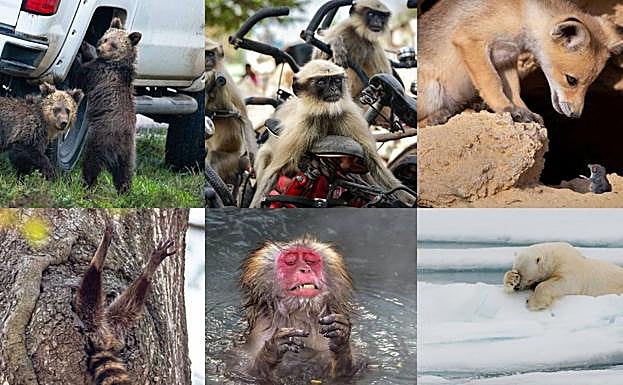 Galería. 16 de los finalistas del certamen 'Comedy Wildlife Photography Awards'