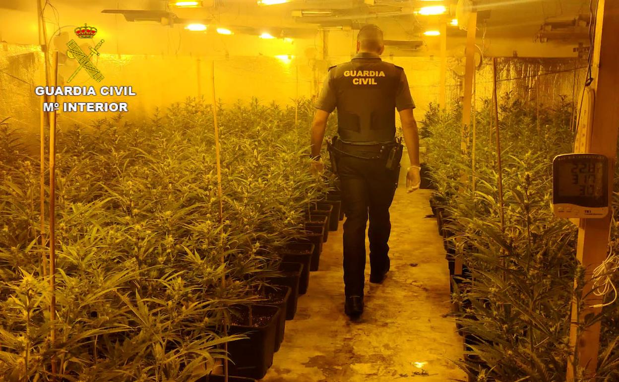 Un agente de la Guadia Civil, en la plantación