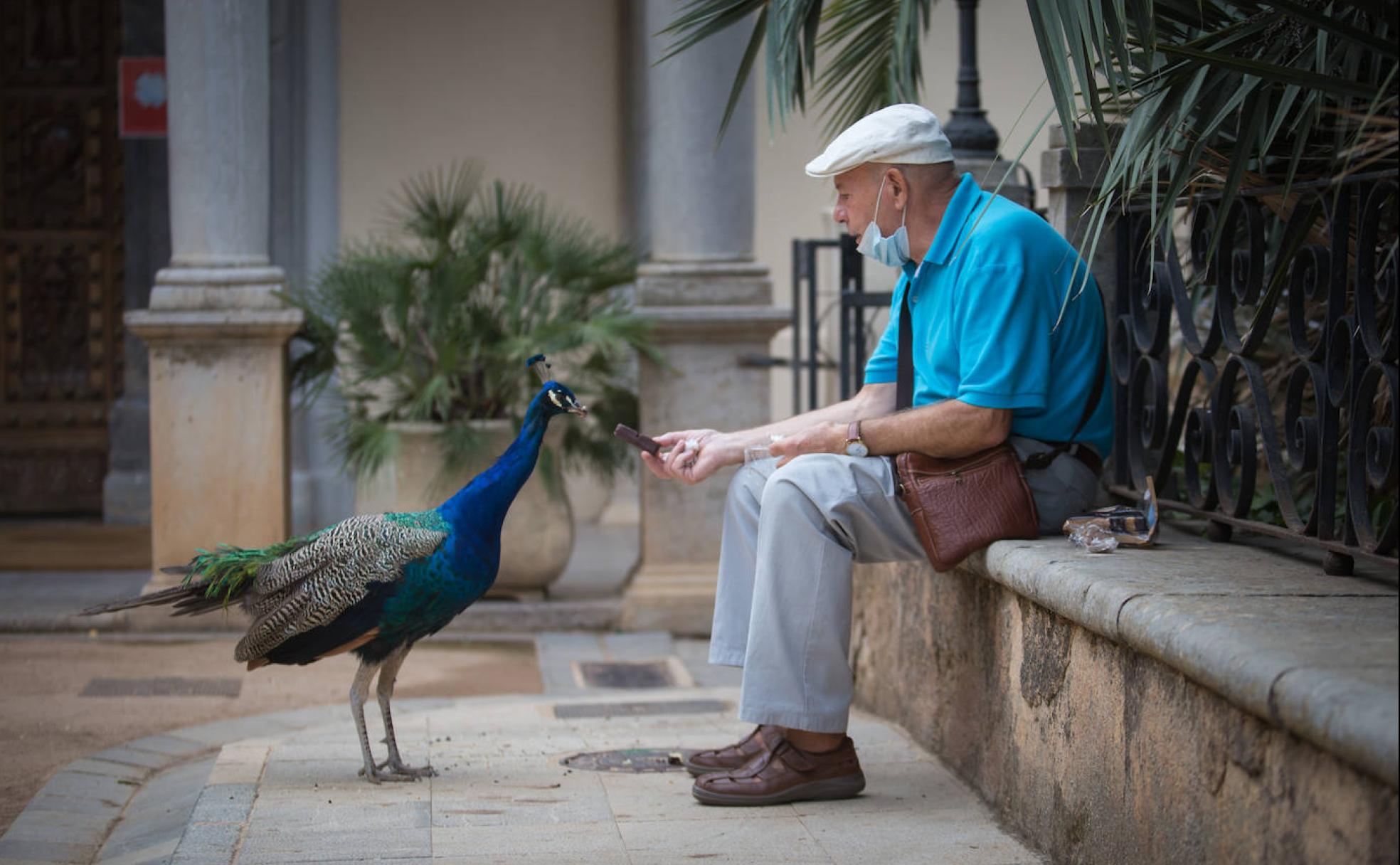Antonio da comida a uno de los machos de pavo real que mora en el Carmen de los Mártires.