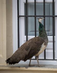 Imagen secundaria 2 - Treinta años de pavos reales en el Carmen de los Mártires