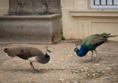 Imagen secundaria 1 - Treinta años de pavos reales en el Carmen de los Mártires