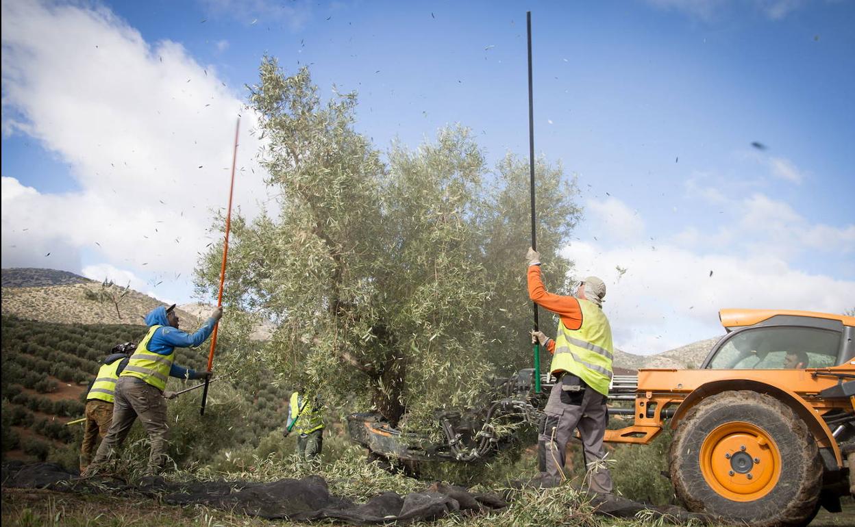 Trabajadores en el tajo en una campaña anterior. 
