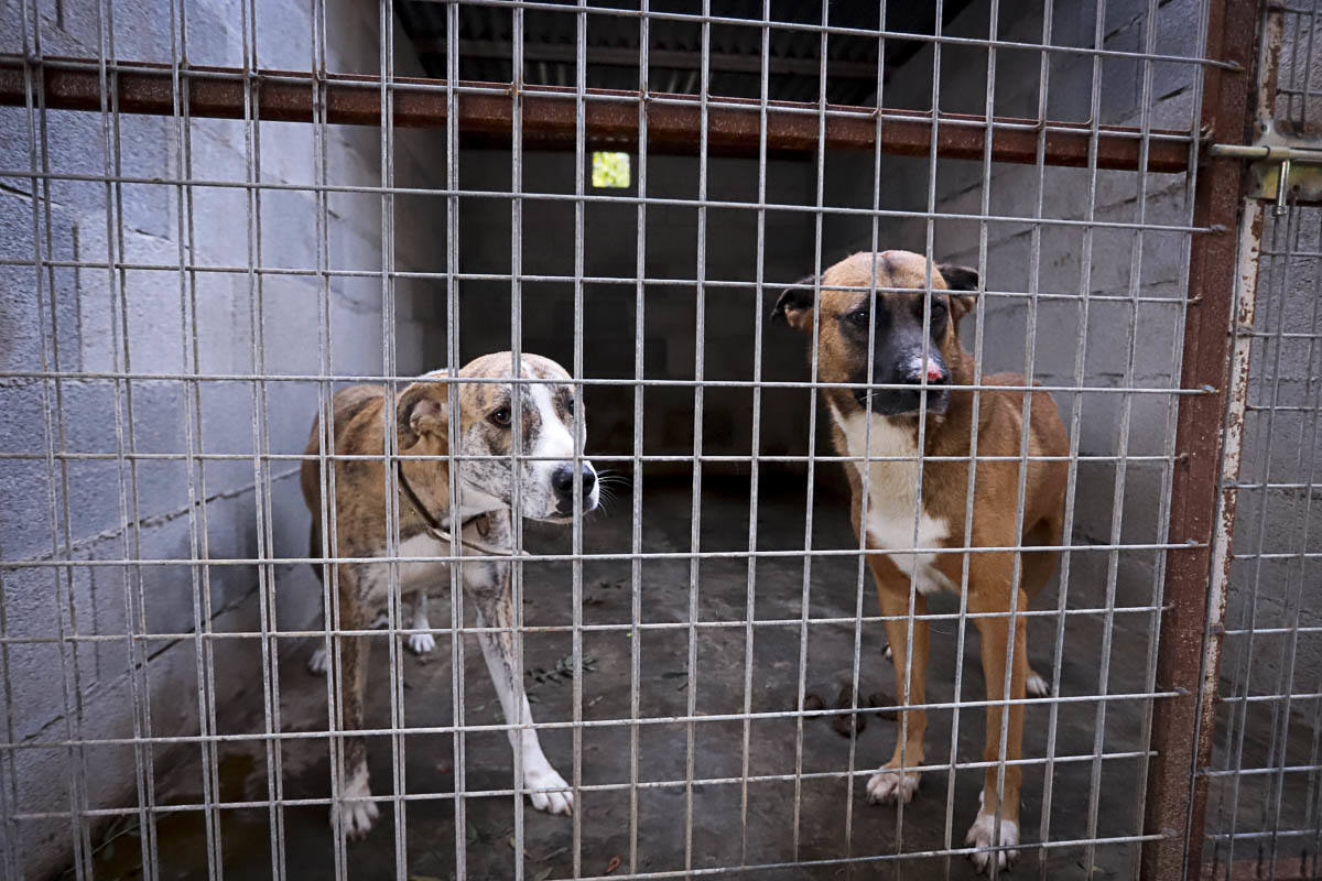 Recuperan mascotas maltratadas rescatadas por el Seprona y ningún amigo de cuatro patas abandona el centro sin una familia