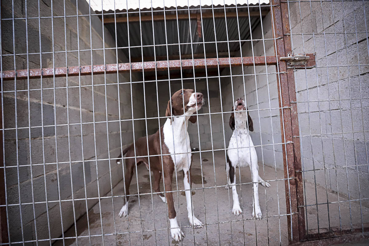 Recuperan mascotas maltratadas rescatadas por el Seprona y ningún amigo de cuatro patas abandona el centro sin una familia