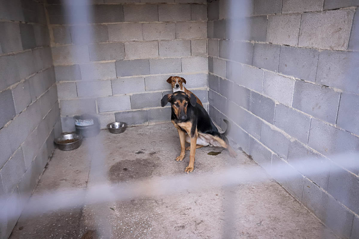 Recuperan mascotas maltratadas rescatadas por el Seprona y ningún amigo de cuatro patas abandona el centro sin una familia