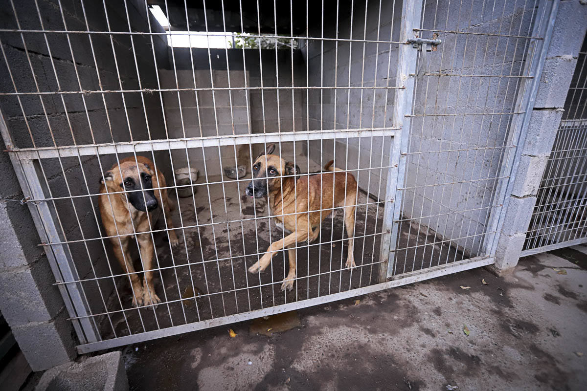 Recuperan mascotas maltratadas rescatadas por el Seprona y ningún amigo de cuatro patas abandona el centro sin una familia