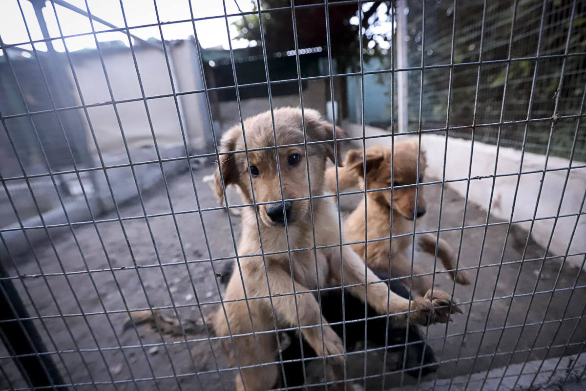 Recuperan mascotas maltratadas rescatadas por el Seprona y ningún amigo de cuatro patas abandona el centro sin una familia