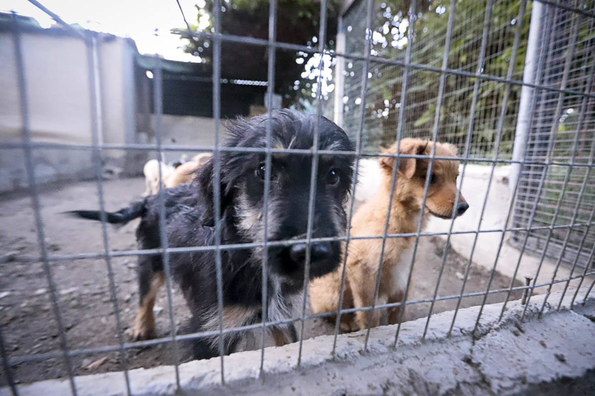 Recuperan mascotas maltratadas rescatadas por el Seprona y ningún amigo de cuatro patas abandona el centro sin una familia