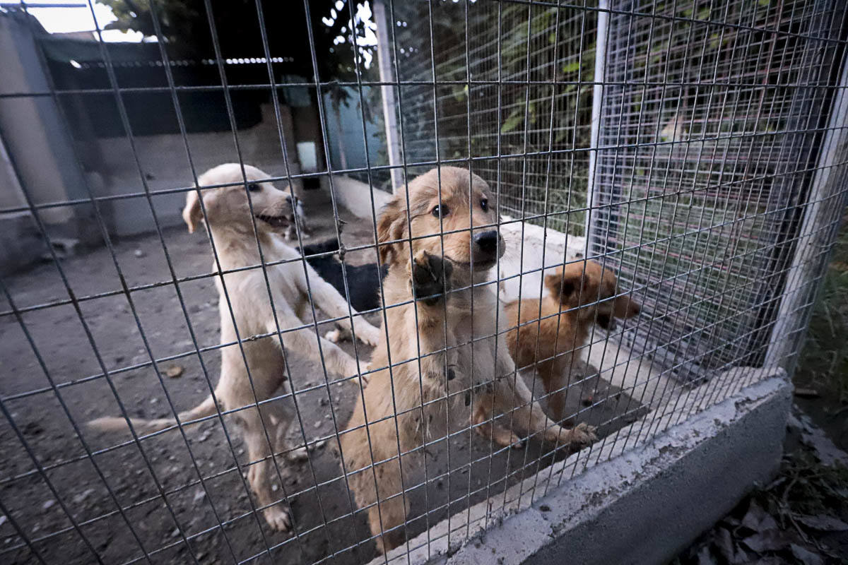 Fotos: Animales Salobreña monta un refugio y se encarga de recogida de perros con el Ayuntamiento | Ideal