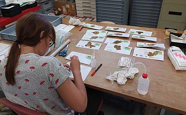 Análisis de las muestras. 