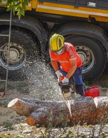Imagen secundaria 2 - Algunos vecinos se llevaron troncos del árbol como recuerdo.