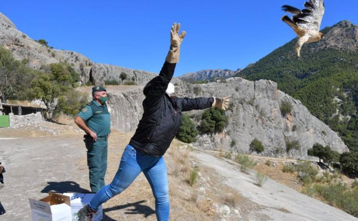 Sueltan dos ejemplares de águila calzada en el Parque Natural Sierra de Castril