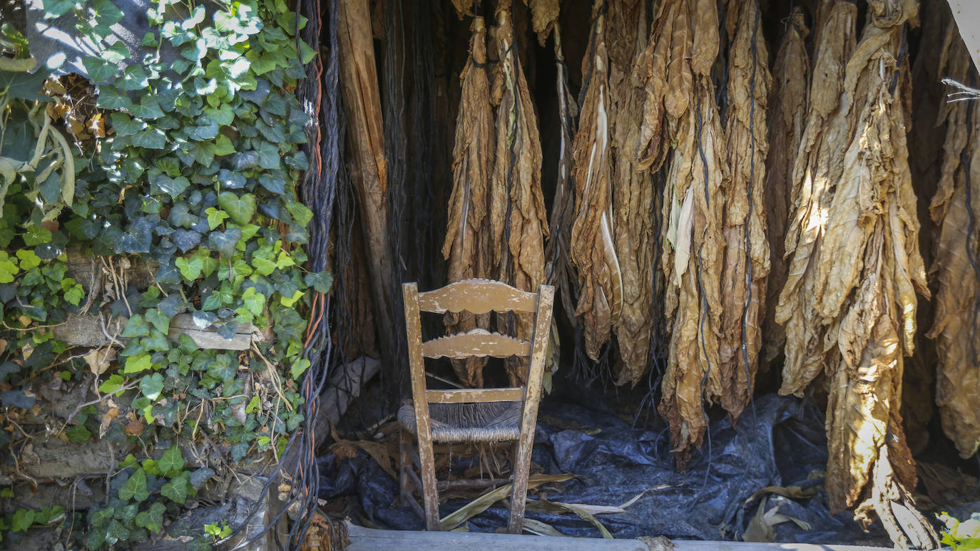 Fotos: Secaderos &#039;de palo&#039; en Cúllar Vega