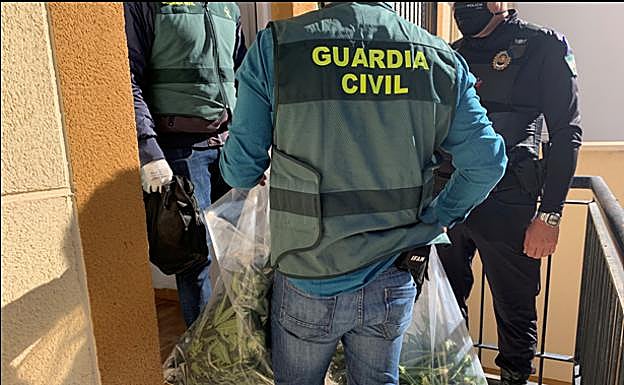 Vecinos de Güevéjar alertan a la Guardia Civil de tres pisos con marihuana y descubren 456 plantas