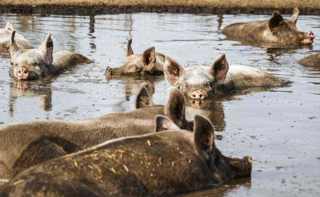 Durante al menos nueve años estuvieron arrojando los purines de cerdos a la rambla. 