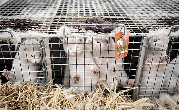 La OMS, desconcertada ante la mutación del SARS-CoV-2 hallada en visones: «Estas cosas pasan»