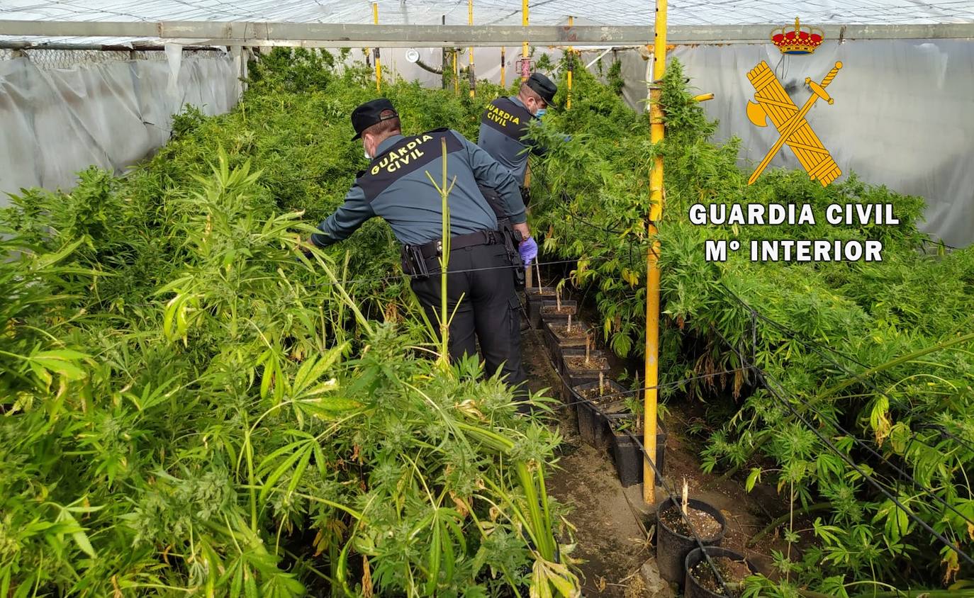 Los agentes localizaron dos cultivos de marihuana en un cortijo. 