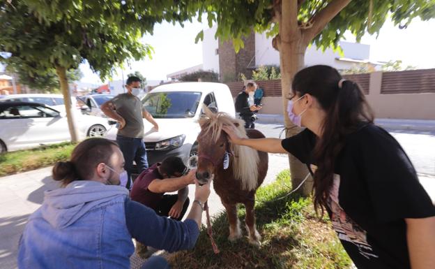 Un poni sorprende a los vecinos de una urbanización de Motril