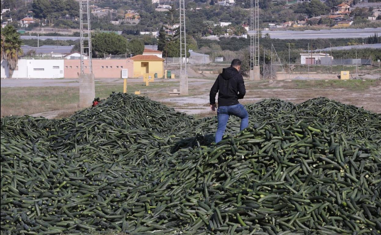 Kilos de pepino se acumulan en el recinto ferial de Motril.