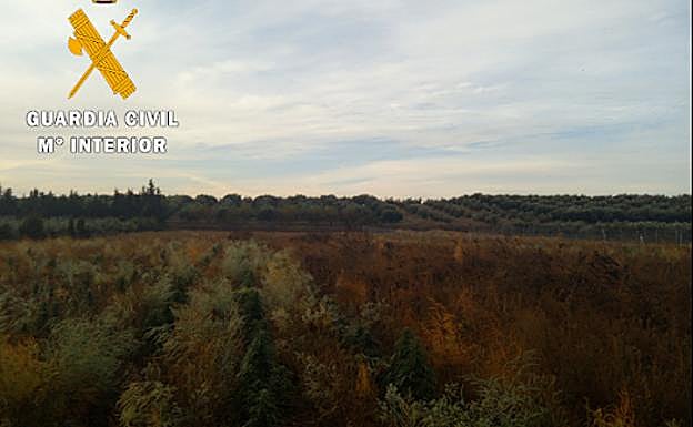 Cae una red de narcos en Granada que ocultaba la marihuana entre espárragos: incautadas 3.000 plantas y 60.000 euros