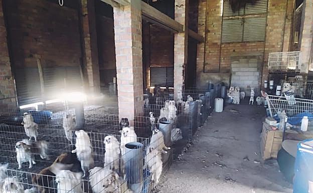 Imagen del criadero de perros ilegal clausurado por el Seprona de la GuardiaCivil.