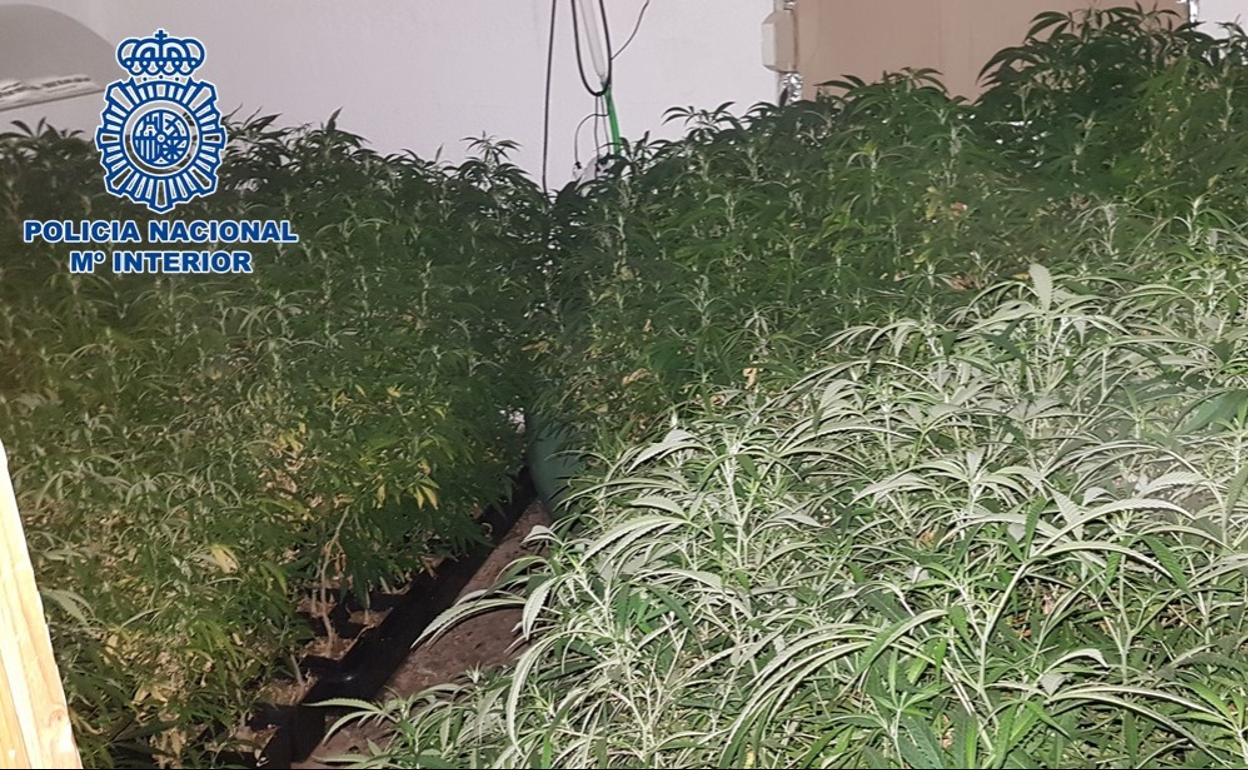 Marihuana en un piso de Granada.