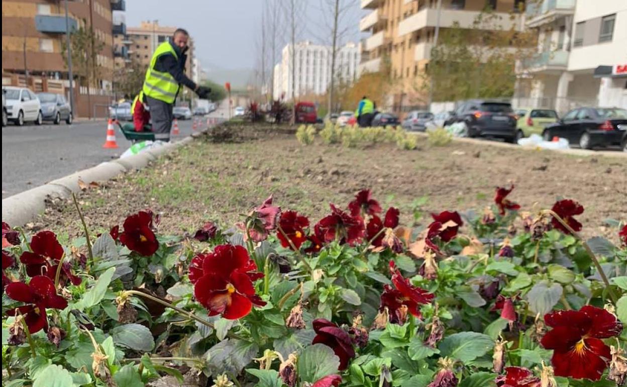 Trabajos en la mediana de la calle Catalina Mir, en el Bulevar de Jaén. 