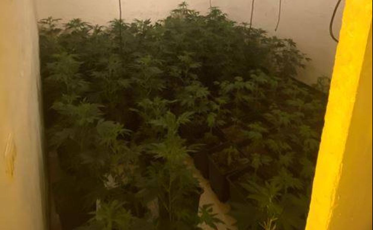 Droga en Granada | Desmantelan un cultivo de 329 plantas de marihuana situado en los bajos de un chiringuito de Motril