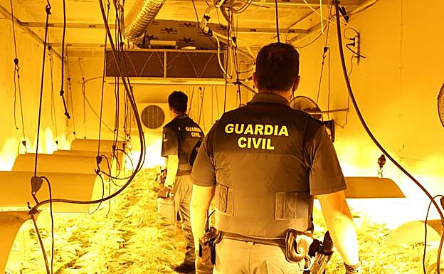 Gran golpe al tráfico de maría en Granada con tres invernaderos descubiertos y ocho detenidos