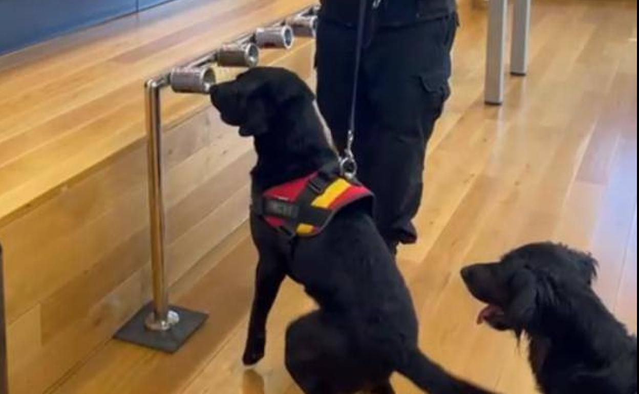 Dos de los canes entrenados. 