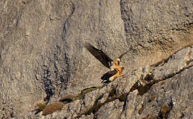 Vera y Guadalquivir copulando en la Sierra de Castril. 