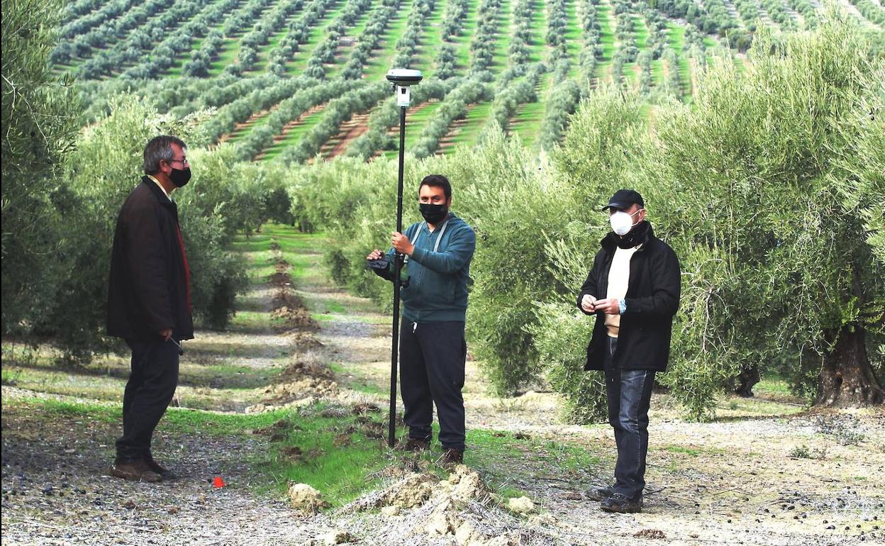 Los arqueólogos prospectando en una parcela de olivar. 