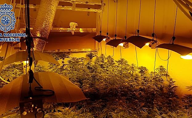 Descubren dos sofisticados invernaderos de marihuana en un piso del Zaidín y detienen a dos individuos
