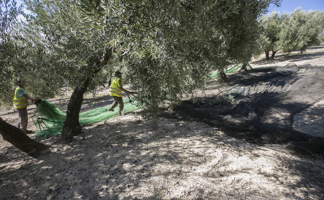 Dos trabajadores recogen la aceituna en una finca de Montefrío. 