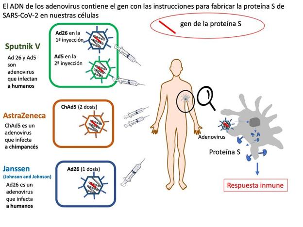 Comparación de tres vacunas contra Covid-19 basadas en adenovirus. Diseño: Mercedes Jiménez incluyendo material previo de Nuria Campillo. 