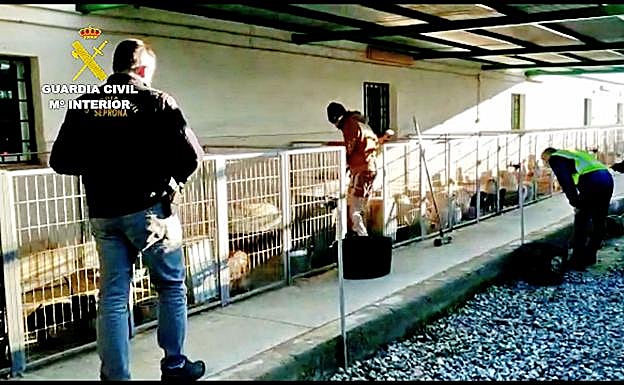 Detenidos el dueño de un criadero de Granada y un veterinario por cortar las cuerdas vocales a los perros