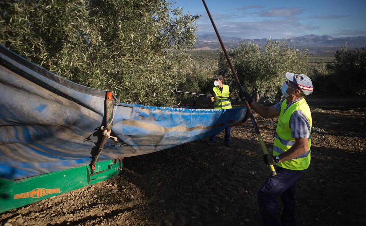 Aceituneros durante la recolección de la aceituna. 