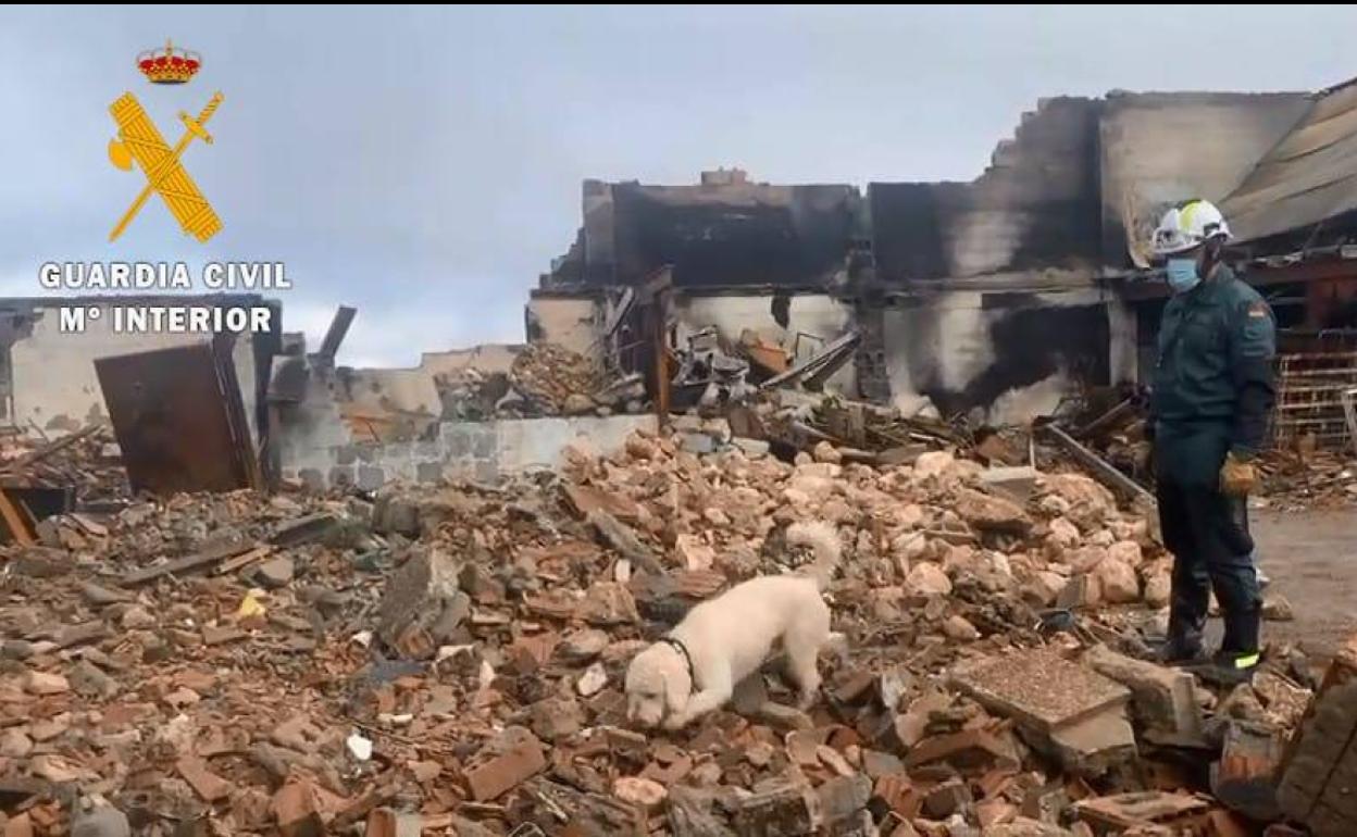 Uno de los perros especializados en búsqueda de restos humanos llegados de Madrid, trabaja entre los escombros del Cortijo de la Miseria. 