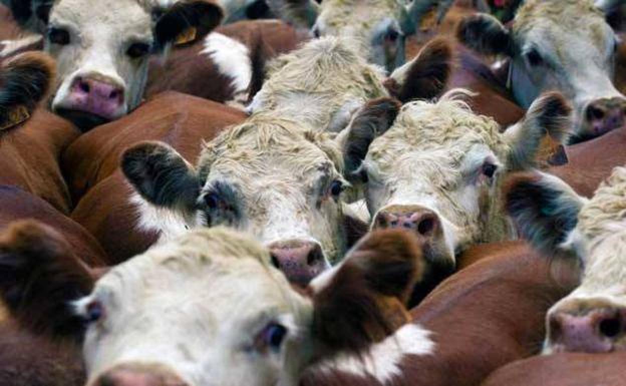 Cerca de 3.000 animales enfermos de lengua azul llevan dos meses a la deriva en el mar tras salir de España