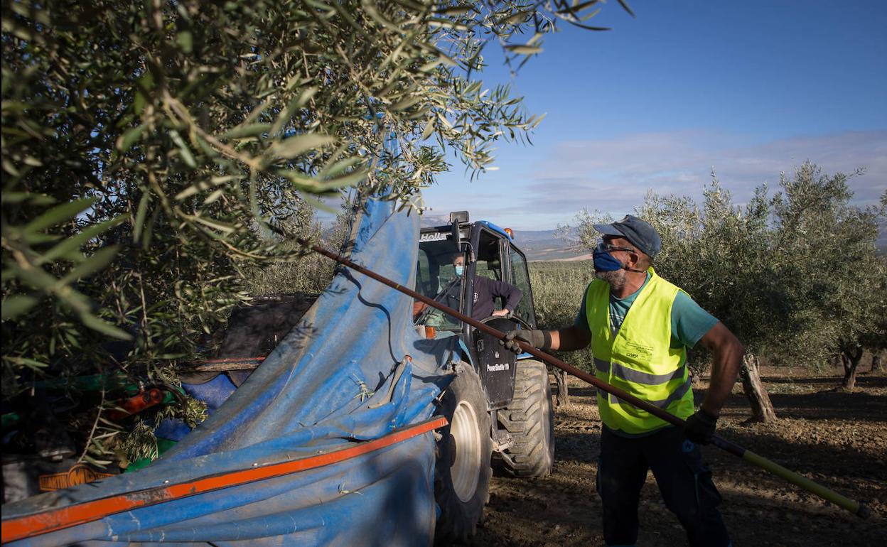 Una explotación de olivar tradicional. 