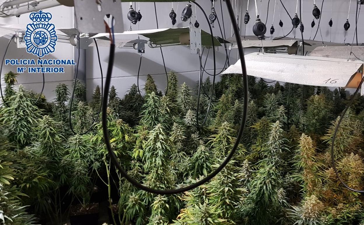 Droga en Granada | Cuádruple operación policial contra la marihuana en viviendas del Zaidín y Cenes de la Vega