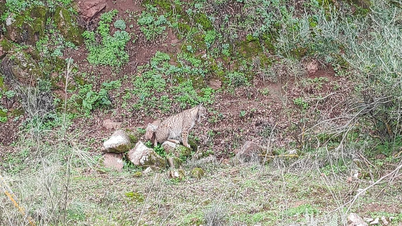 'Pincel', el ejemplar macho de lince ibérico avistado en varios puntos del distrito minero de Linares. 