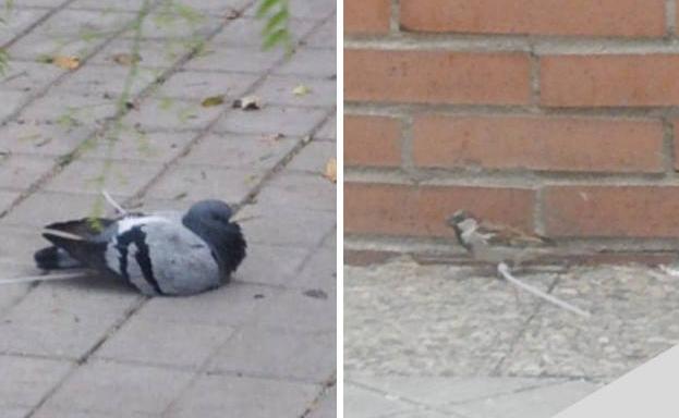 Buscan en Granada al «asesino de pájaros» que les amputa las patas con bridas