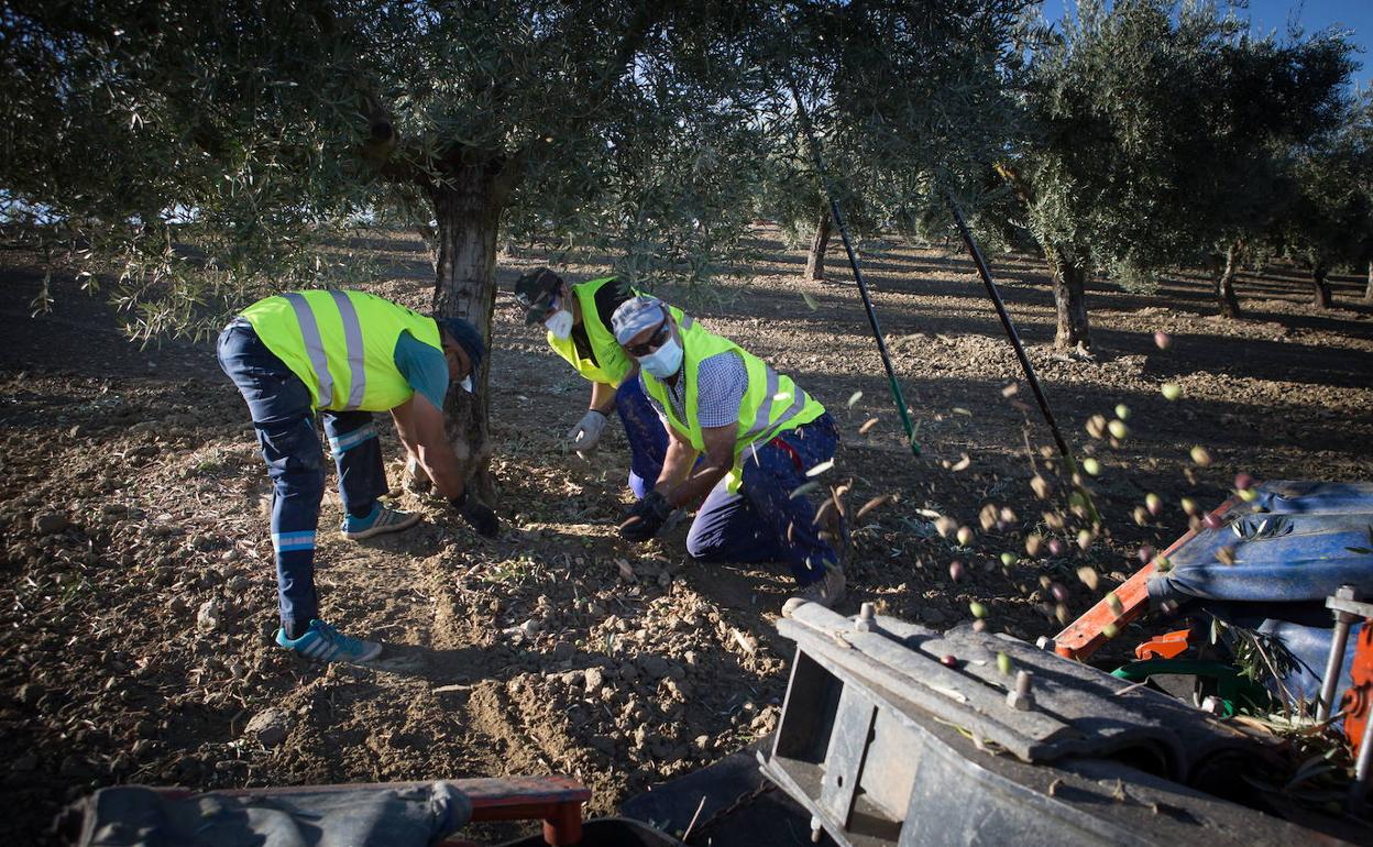 Recolección de la aceituna durante esta campaña. 