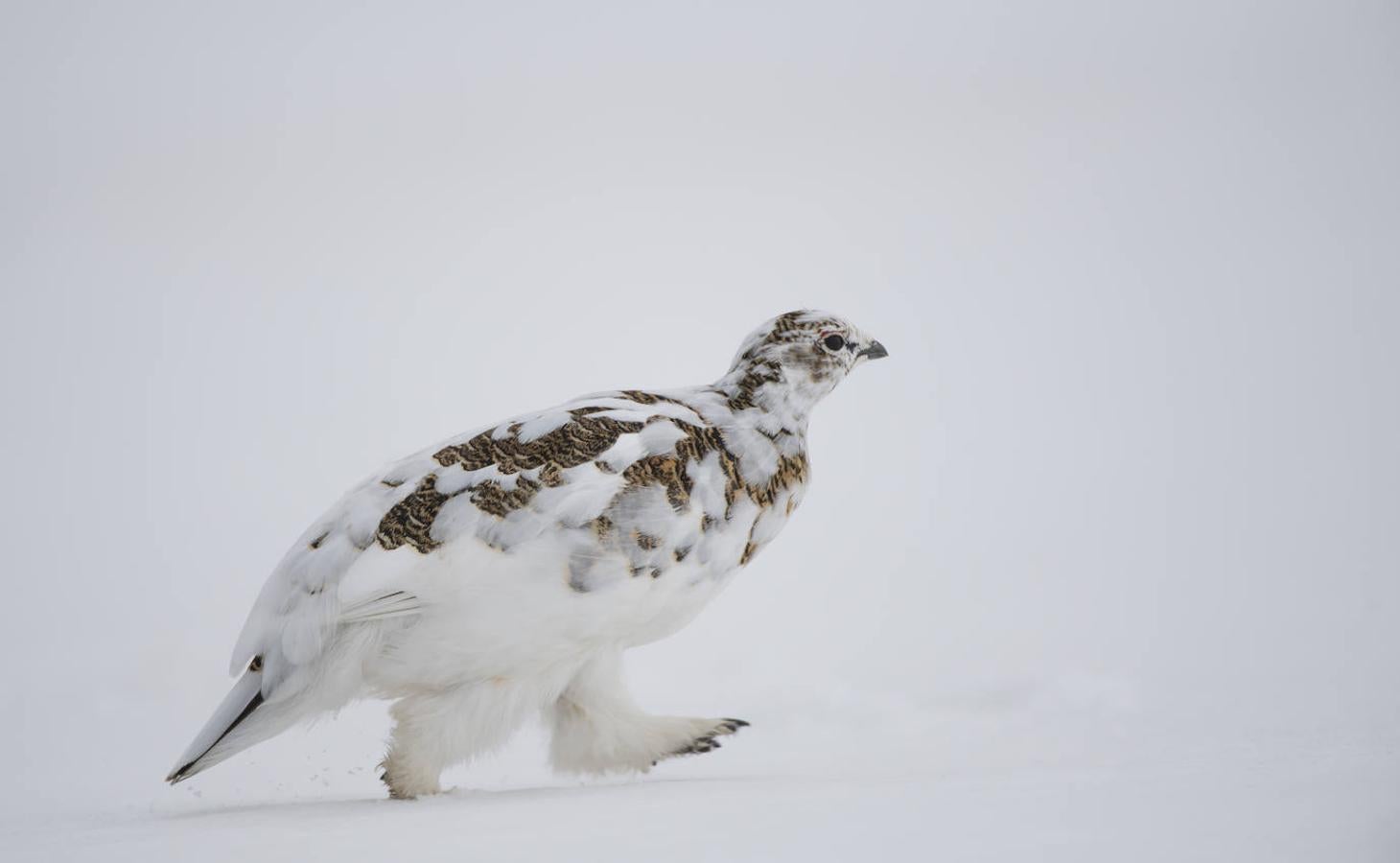 Fotos: Las impresionantes imágenes de naturaleza extrema en la isla de Svalbard